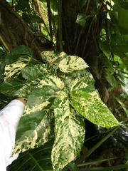 Ficus aspera