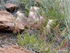 Bouteloua megapotamica