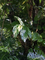 Ficus aspera