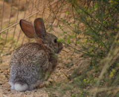 Sylvilagus audubonii