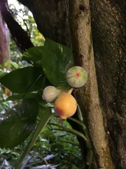 Ficus aspera