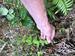 Campanula prenanthoides