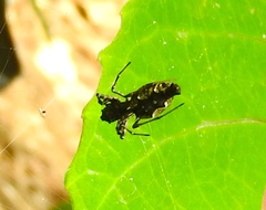 Edricus productus