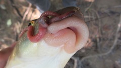 Moxostoma pappillosum