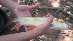 Moxostoma pappillosum