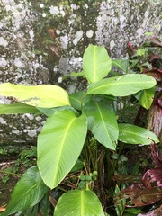 Goeppertia cylindrica