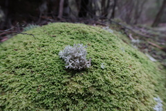 Pulchrocladia retipora