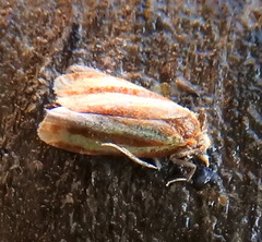 Sparganothis tristriata