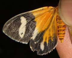 Hagnagora croceitincta