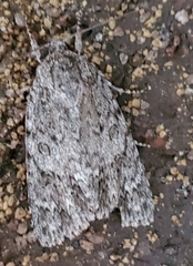 Acronicta rubricoma