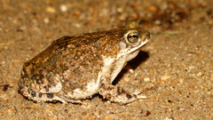 Rhinella granulosa