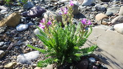 Oxytropis borealis viscida