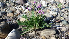 Oxytropis borealis viscida