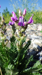 Oxytropis borealis viscida
