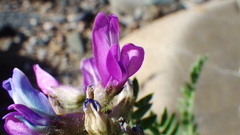 Oxytropis borealis viscida