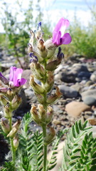 Oxytropis borealis viscida