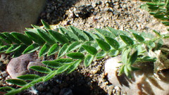 Oxytropis borealis viscida