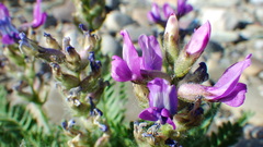 Oxytropis borealis viscida