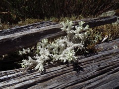 Pulchrocladia retipora