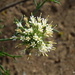 Boopis anthemoides - Photo 由 Anibal Prina 所上傳的 (c) Anibal Prina，保留部份權利CC BY-NC