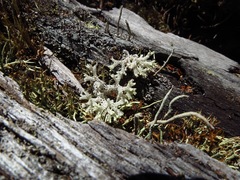 Pulchrocladia retipora