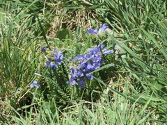 Polemonium viscosum