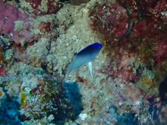 Chrysiptera rollandi