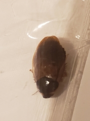 Pycnoscelus surinamensis