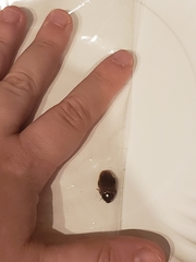 Pycnoscelus surinamensis