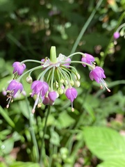 Allium allegheniense