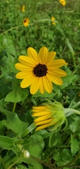 Helianthus debilis image