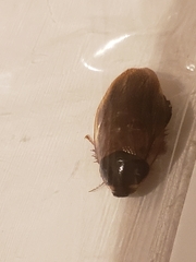 Pycnoscelus surinamensis