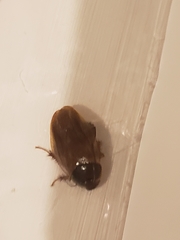 Pycnoscelus surinamensis