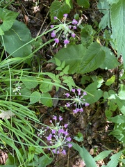 Allium allegheniense