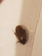 Pycnoscelus surinamensis