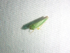 Draeculacephala angulifera