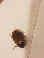 Pycnoscelus surinamensis