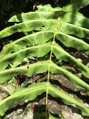 Hemidictyum marginatum
