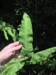 Hemidictyum marginatum