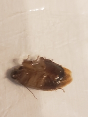 Pycnoscelus surinamensis