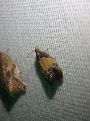 Olethreutes osmundana