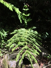 Hemidictyum marginatum