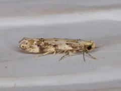 Coleotechnites coniferella