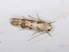 Coleotechnites coniferella