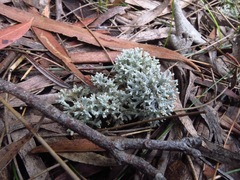 Pulchrocladia retipora