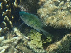 Amblyglyphidodon curacao