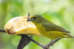 Euphonia violacea