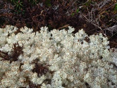 Pulchrocladia retipora