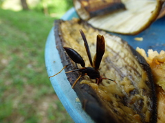Polistes erythrocephalus