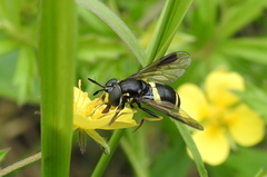 Chrysotoxum bicinctum